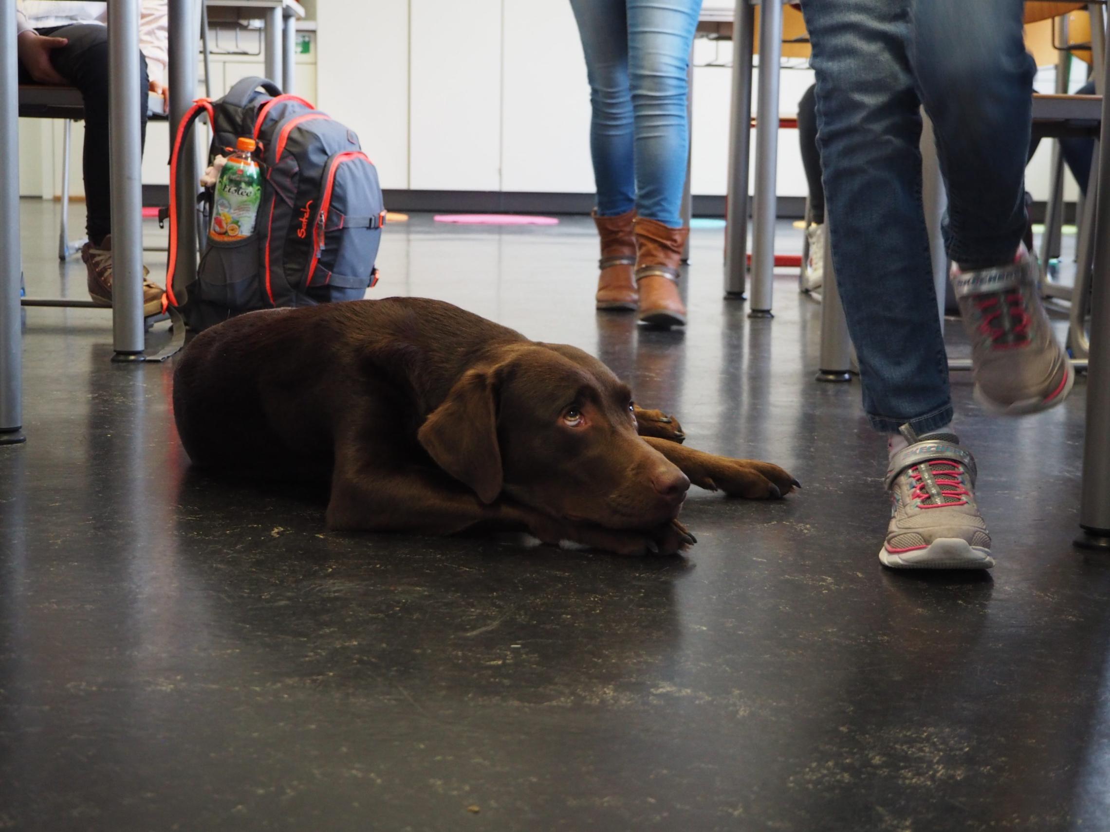 Schulhund Momo liegt in einer Lerngruppe auf dem Boden