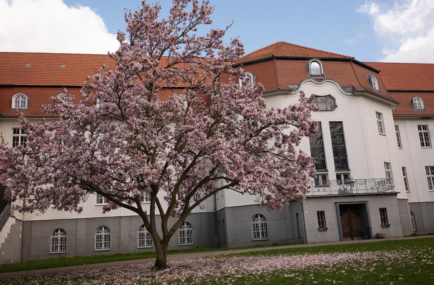 Magnolie vor dem Altbau