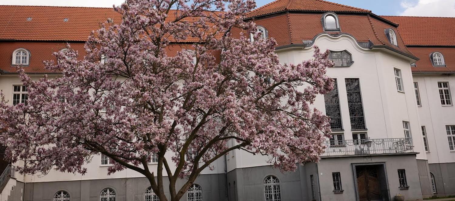 Magnolie vor dem Altbau