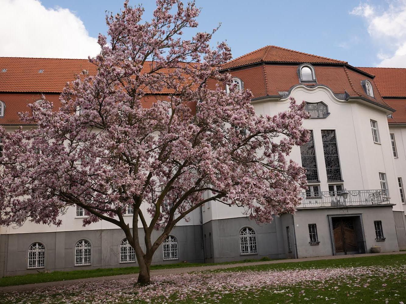 Magnolie vor dem Altbau