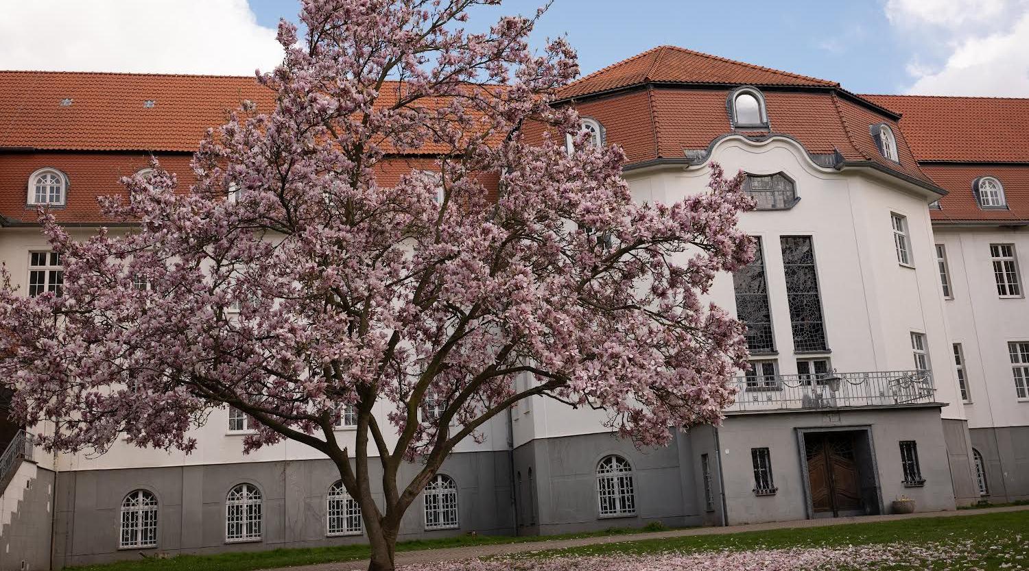 Magnolie vor dem Altbau