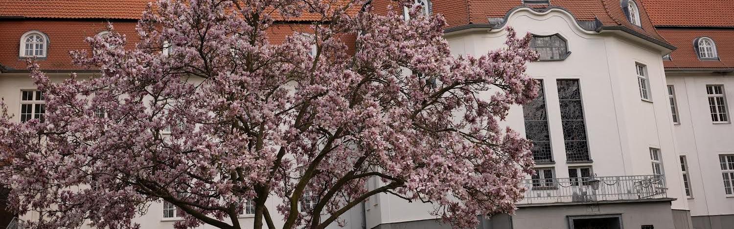 Magnolie vor dem Altbau