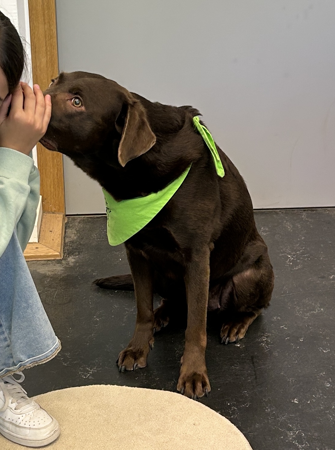 Hund berührt mit der Schnauze Ohr eines Mädchens