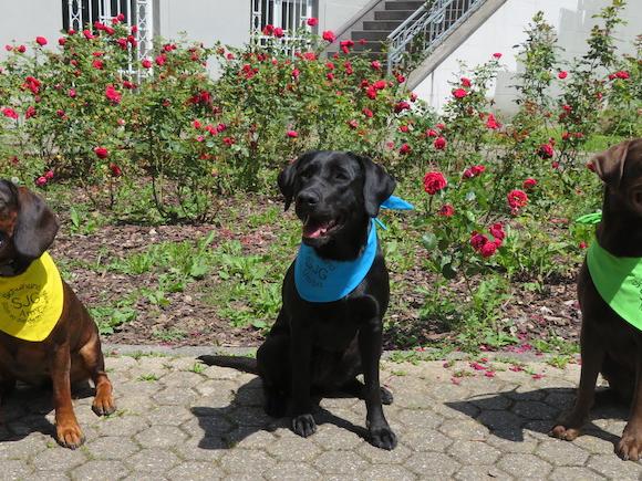 Die drei Schulhunde vor dem Gebäude