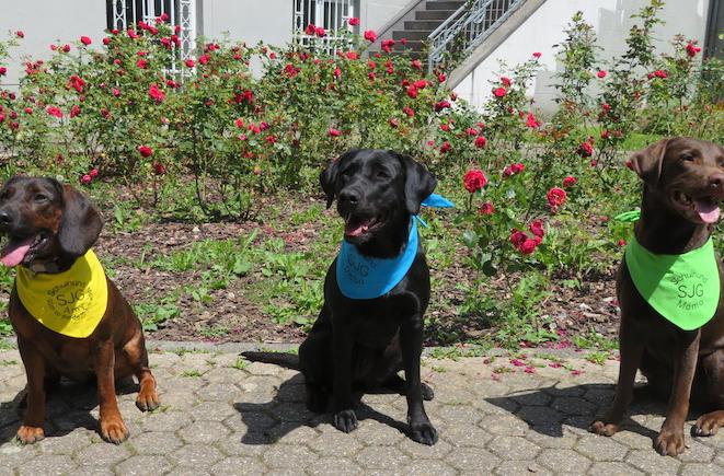 Die drei Schulhunde vor dem Gebäude