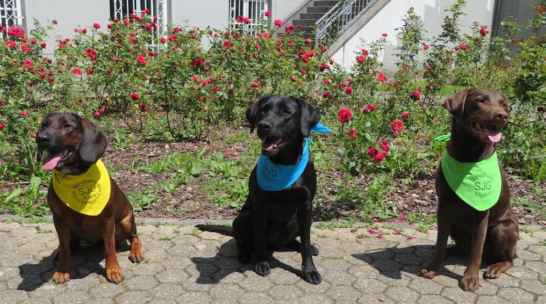 Die drei Schulhunde vor dem Gebäude