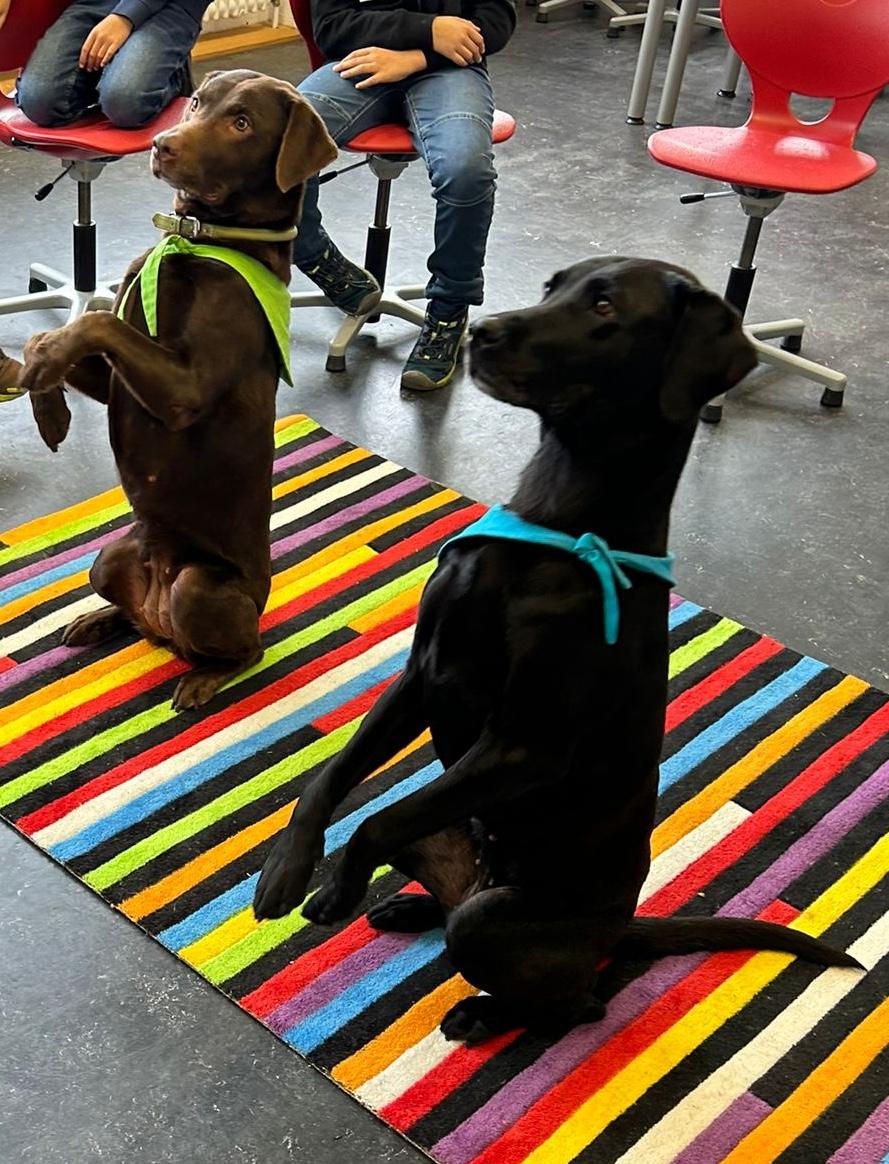 Zwei Labrador Retriever machen Männchen in einer Schulklasse
