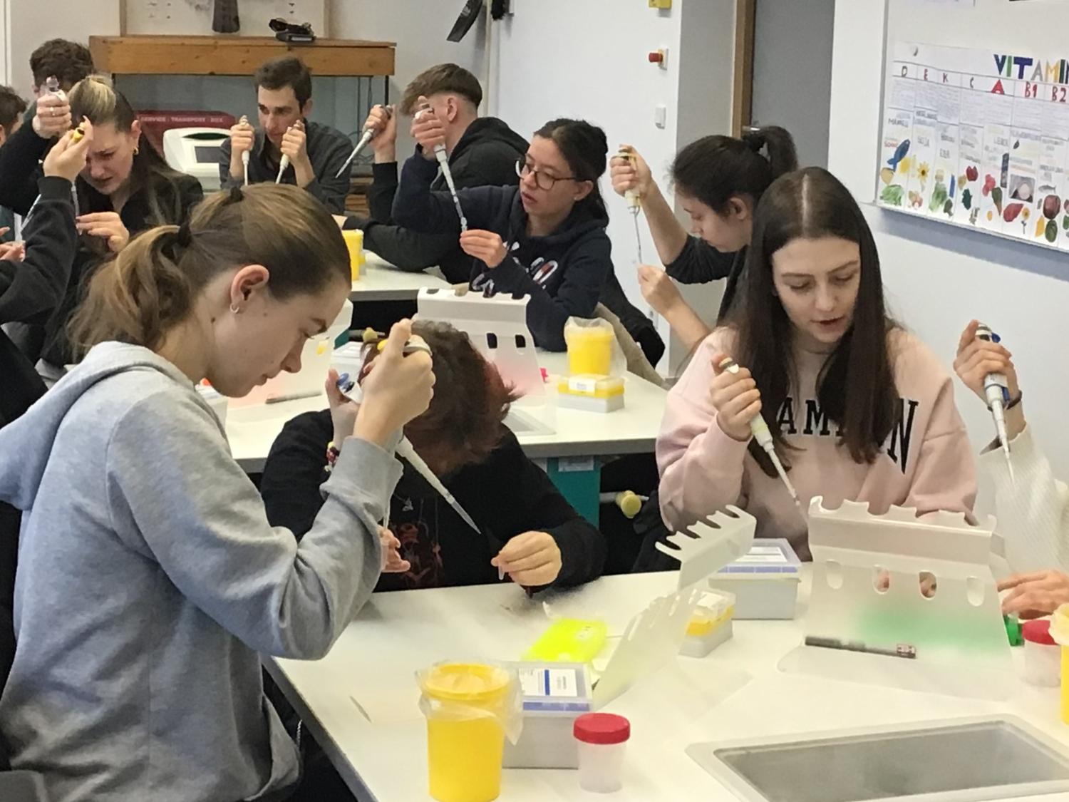 Schülerinnen und Schüler arbeiten praktisch zum Genetischen Fingerabdruck.