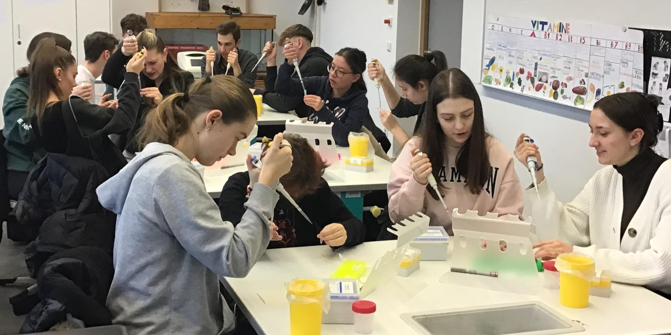 Schülerinnen und Schüler arbeiten praktisch zum Genetischen Fingerabdruck.